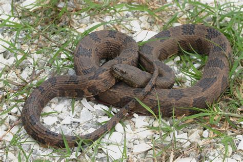 florida water snake pictures|tan snake with brown markings.